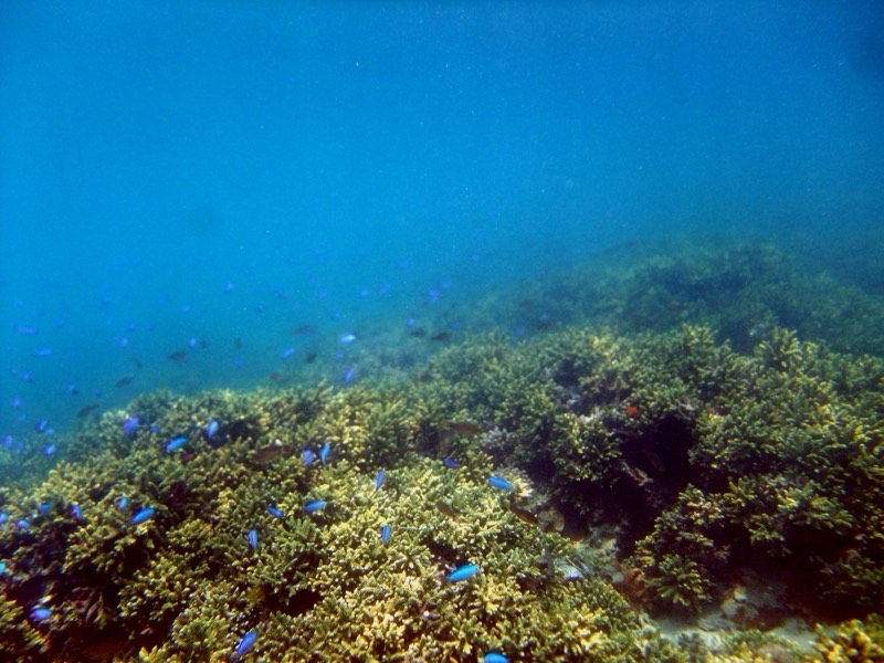 海中観光船 ブルーマリン