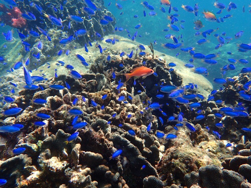 海中観光船 ブルーマリン